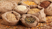 Local seeds require no pesticides in fields